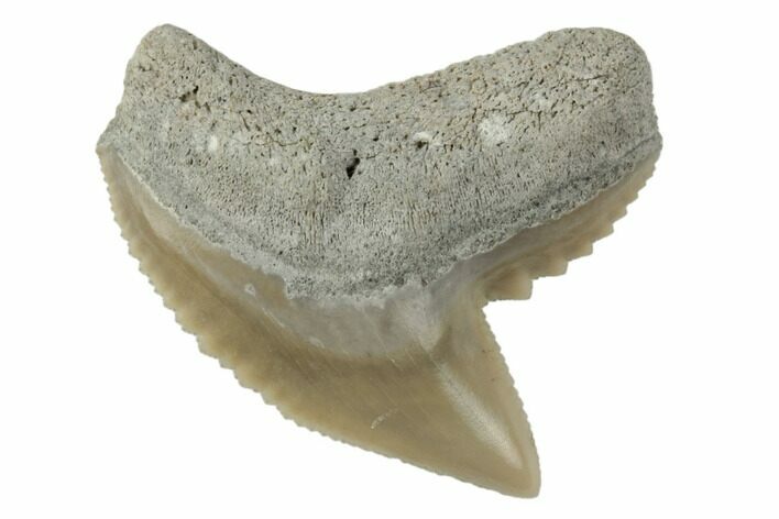 .95" Fossil Tiger Shark (Galeocerdo) Tooth -  Aurora, NC
